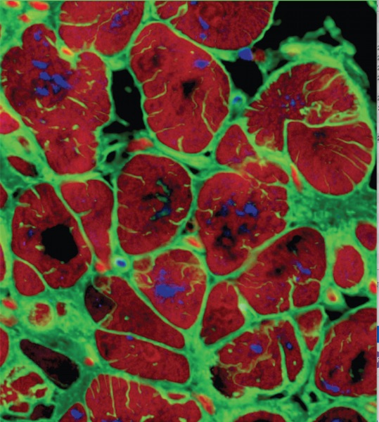 human heart cells under microscope