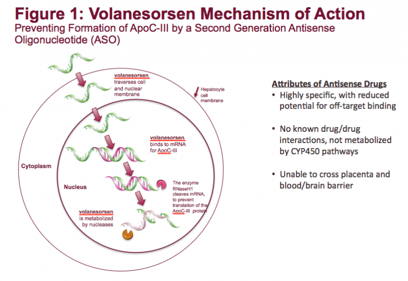 This illustrates how volanesorsen works to prevent the formation of apoC-III protein. Familial chylomicronemia syndrome (FCS) is a rare, genetic disease characterized by mutations in genes affecting the production or functionality of lipoprotein lipase (LPL). 